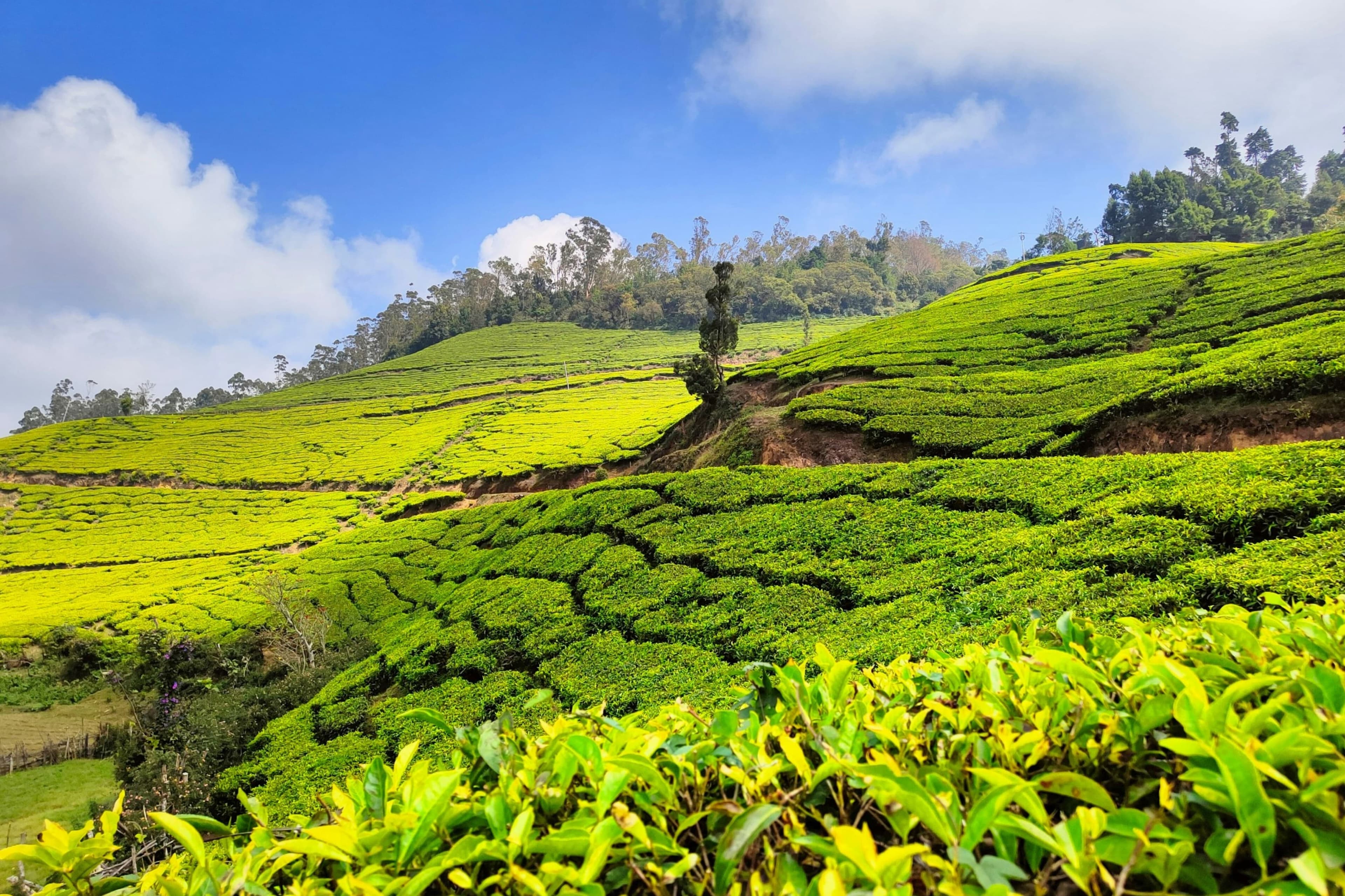 Munnar, Kerala